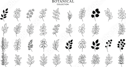Botanical line art vector illustration collection with leaves and branches for design and decoration