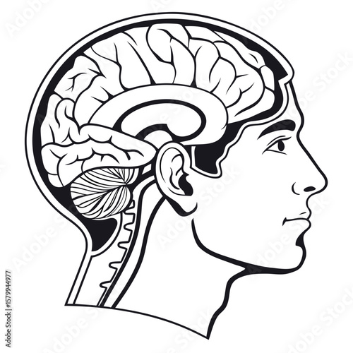 Anatomical Illustration of Human Brain and Head Exploring Neuroscience and Cognitive Function
