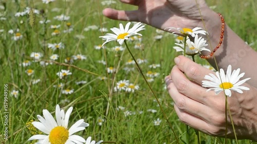 Fortune telling chamomile. Close-up female hands tear off petals from chamomile. Summer day outside.  Field of daisies.