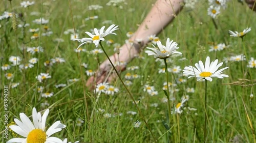 Women's hands collect a bouquet of wild flowers. Young woman collecting daisies walking in summer meadow. Life outside the city. Peace and quiet, life close to nature.