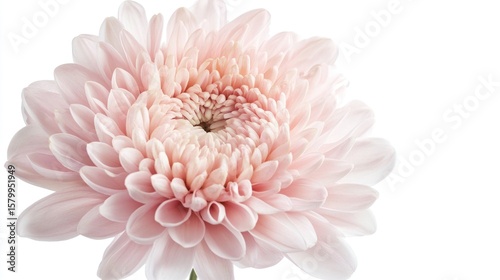 Close-up of a delicate light pink flower (2)