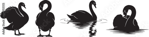 Four black swan silhouettes in different poses, standing, swimming, and preening.