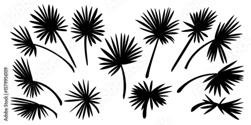 vector black palm leaves set. Clip art isolated on transparent background.