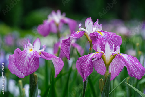 花菖蒲の花びら