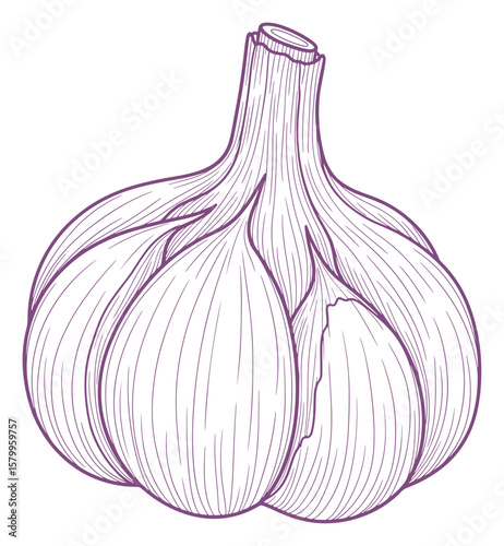Detailed Line Art Illustration of a Garlic Bulb in Purple