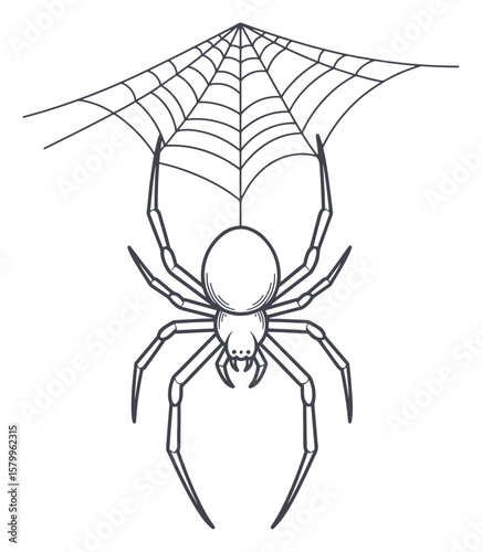 Detailed Line Art Illustration of a Spider Hanging from a Web