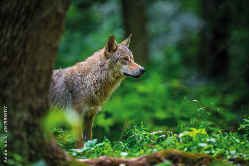Wolf in summer forest. Wildlife scene from nature. Wild animal in the natural habitat Wolf in summer forest. Wildlife scene from nature. Wild animal in the natural habitat