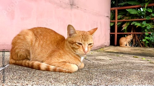 Stray cat is sitting on footpath , outdoor Chiangmai Thailand.