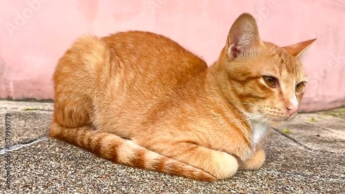 Stray cat is sitting on footpath , outdoor Chiangmai Thailand.