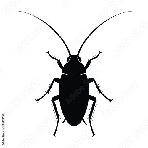 Cockroach Infographic Silhouette, Vector, Illustration, Outline, Line Art, Icon, White Background.