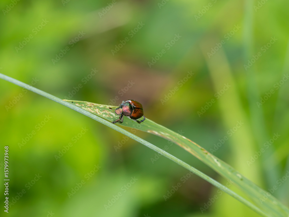 植物に止まるマメコガネ 植物に止まるマメコガネ