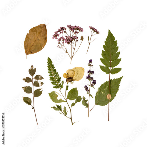 Wallpaper Mural Pressed flowers and leaves botanical collection autumn on transparent background Torontodigital.ca