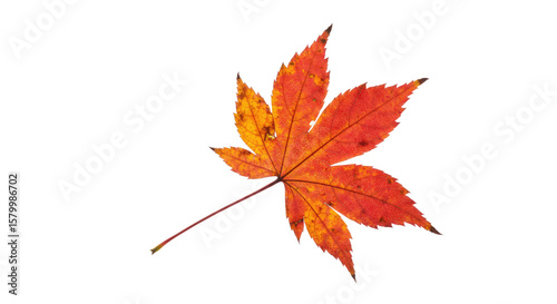 Vibrant Autumnal Maple Leaf Closeup.