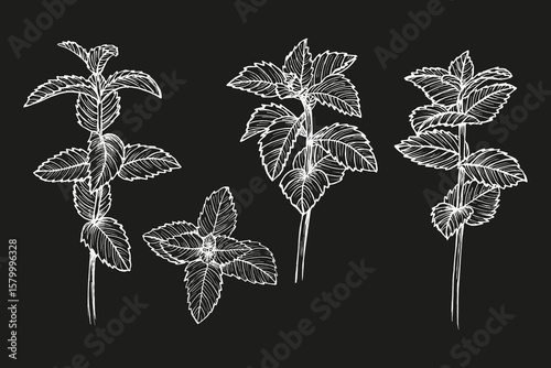 Collection of peppermint herb sketch illustrations. Natural plant outline drawings in engraving style. Culinary, wellness, garden, aromatherapy, and healing. Hand-drawn floral vector clipart, isolated