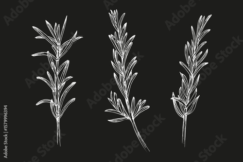 Rosemary herb sketch drawings collection. Outline sketch in botanical style for cooking, spa, medicinal tea, and garden beauty. Hand-drawn vector floral clipart isolated