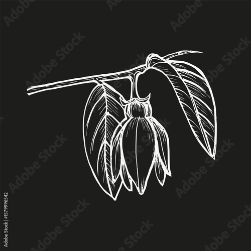 Ylang-ylang flower botanical drawing for natural wellness, medicinal garden, essential oil aromatherapy, and eco cooking. Hand-drawn sketch illustration in engraving style, isolated