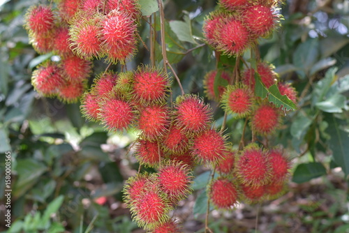 Fresh rambutan from garden for sale, Rambutan, Nasarn Rambutan, Nasarn school rambutan is most delicious rambutan in Thailand