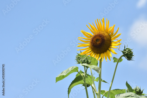 夏の空に咲く向日葵