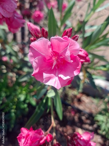 pink flower in the garden