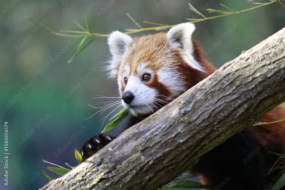 Fototapeta premium Red Panda Resting in Forest Canopy
