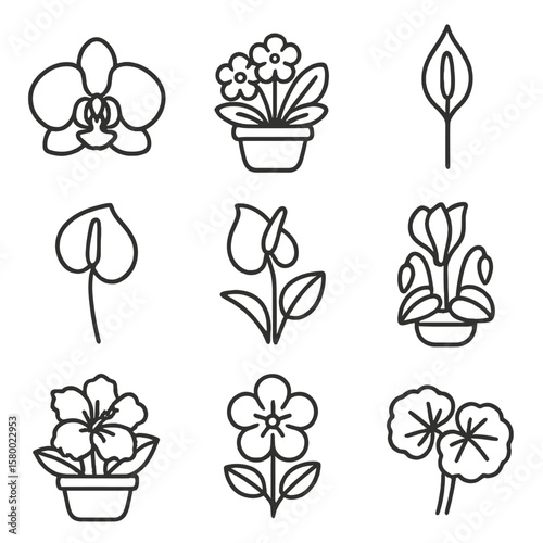 Hibiscus bloom geranium flower collection flamingo pot african peace icon vector floral