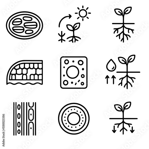 Stem chloroplast leaf plant biology cell absorption icons xylem symbol vector icon
