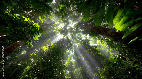 Foto Rainforest Canopy Sunlight