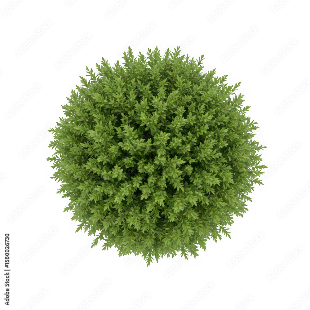 Fototapeta premium A top view of a green bush isolated on transparent background