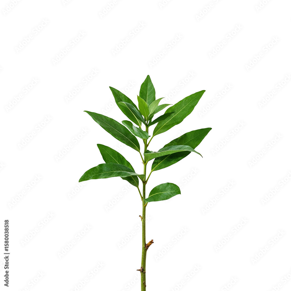 Fototapeta premium Fresh green plant stem with leaves on white background 