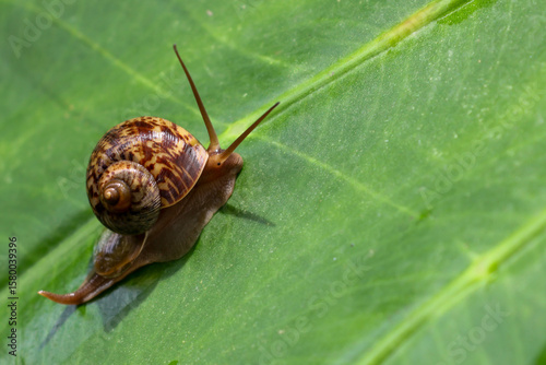 Fotografía A small, brown snail with a delicate shell slowly crawls on a vibrant green leaf