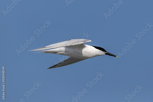 Sandwich Tern flying at Cemlyn Bay, Anglesey.