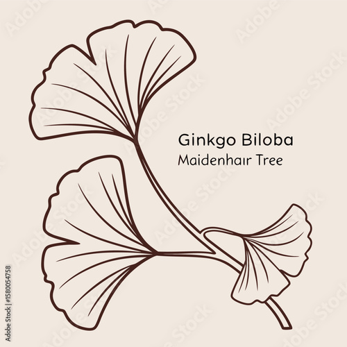 Vector art of a delicate line drawing of ginkgo biloba leaves, also known as maidenhair tree leaves