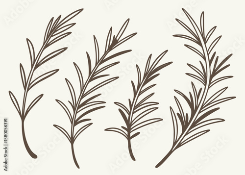 Vector art of a collection of rosemary sprigs drawn in a simple, handdrawn style on a white background