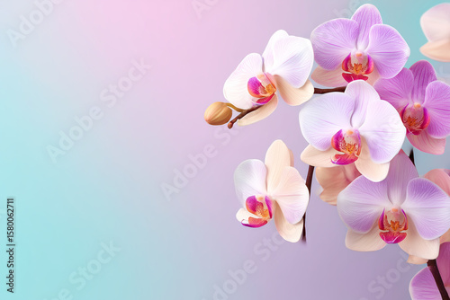 パステルグラデーション背景に咲くピンクと白の胡蝶蘭