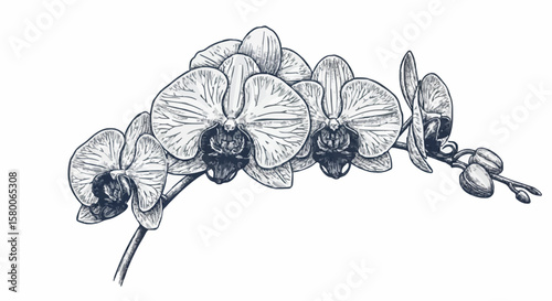 Orchid porcelain decoration design (dark blue)