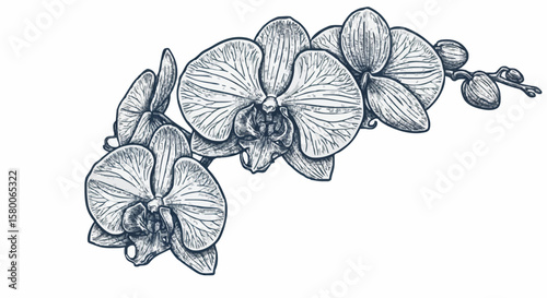Orchid porcelain decoration design (dark blue)