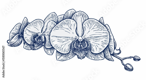 Orchid porcelain decoration design (dark blue)