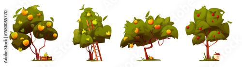 Cartoon orchard trees with ripe fruits - yellow and red apples, pears and apricots on green leafy branches. Farm harvest set with ladder, baskets and fallen fruit for agriculture gardening design.