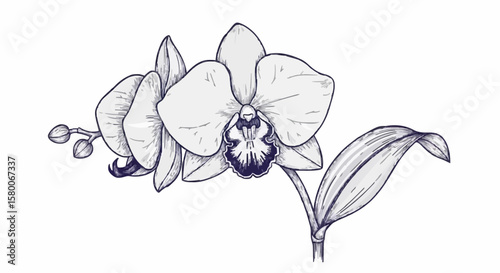 Orchid porcelain decoration design (dark blue)