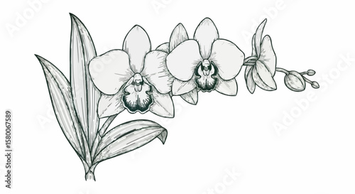 Orchid porcelain decoration design (dark green)