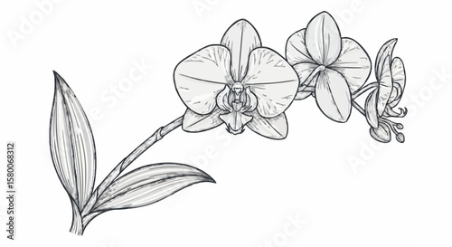 Orchid porcelain decoration design (dark blue)