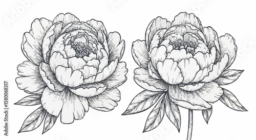 Peony porcelain decoration design (dark grey)