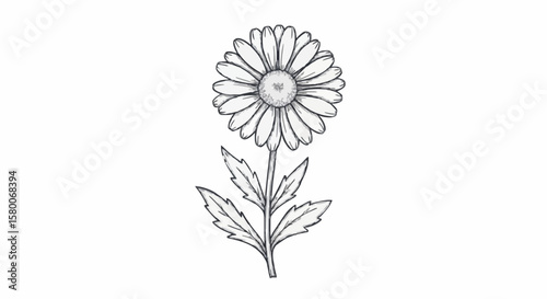 Daisy porcelain decoration design (dark blue)