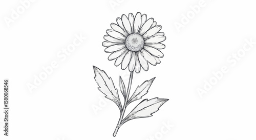 Daisy porcelain decoration design (dark grey)