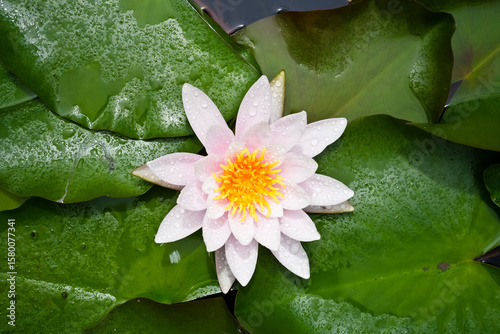 pink water lily