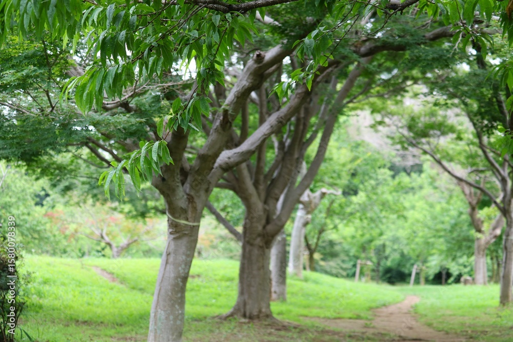 緑の道 風景 夏の日 緑の道 風景 夏の日