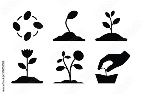 Seed germination and plant growth stages seedling sprout