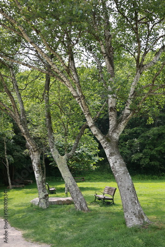 Fototapeta Naklejka Na Ścianę i Meble -  Peaceful Park Scene with Birch Trees and Empty Wooden Benches in Summer