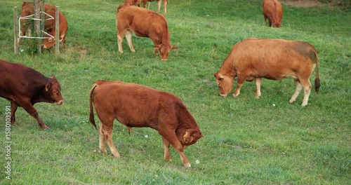 Swiss Limousine brown cows and calves grazing and ruminating on a green pasture. Close up shot, real time, no people