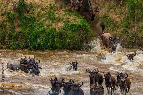 Wildebeests (Connochaetes) crossing Mara river at the Serengeti national park, Tanzania. Great migration. Wildlife photo